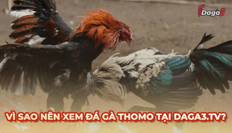 Vì sao nên chọn www.shriyantexfab.in để xem đá gà trực tiếp thomo